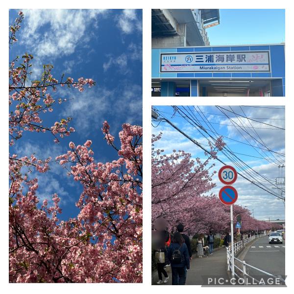 🌸三浦海岸桜まつり🌸