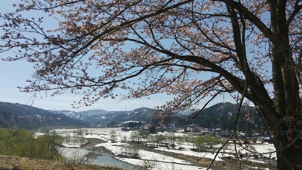 桜、青空、残雪の山々。まぶしい春の訪れです。