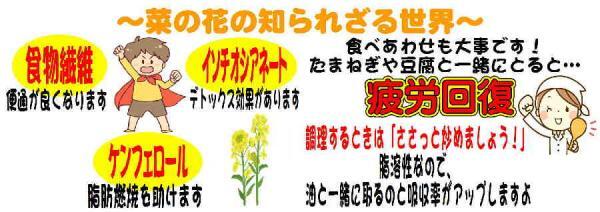 庄内の春の風物詩といえば、三川町の菜の花まつり!ですよね