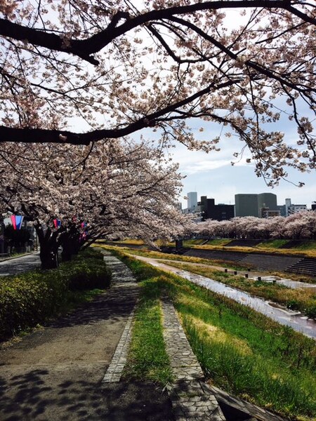 桜川の桜が満開です♡♡