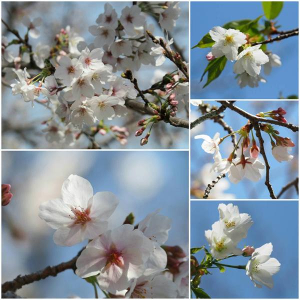 🌸昨日の桜情報🌸