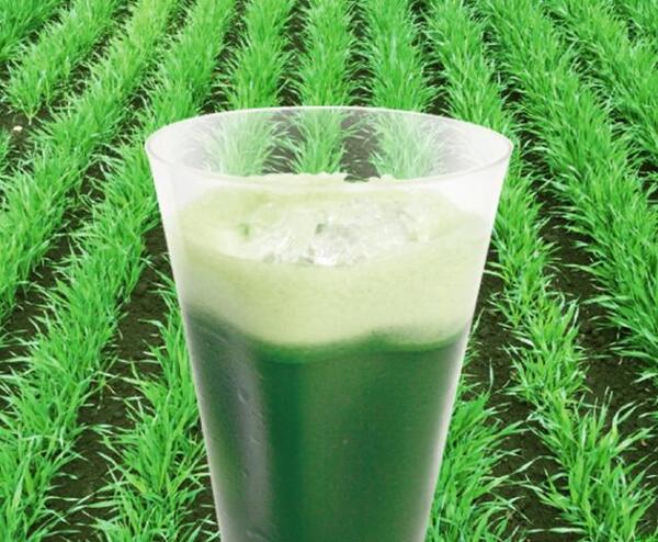 飲む酵素100%オーガニック葉緑素食品グリーングリーン